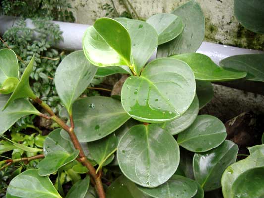 راهنمای نگهداری و پرورش گیاهان آپارتمانی - پپرومیا قاشقی